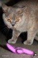 /album/galeria-de-fotos-os-nossos-gatos/cynthia-2-jpg/